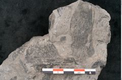 Foto (Detailansicht) von Taeniopteris haidingeri Ettingshausen (NHMW-GEO-2024-0188-10492)